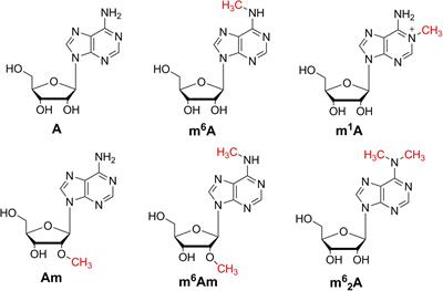 Quantitative Analysis of Methylated Adenosine Modifications Revealed Increased Levels of N6-Methyladenosine (m6A) and N6,2′-O-Dimethyladenosine (m6Am) in Serum From Colorectal Cancer and Gastric Cancer Patients